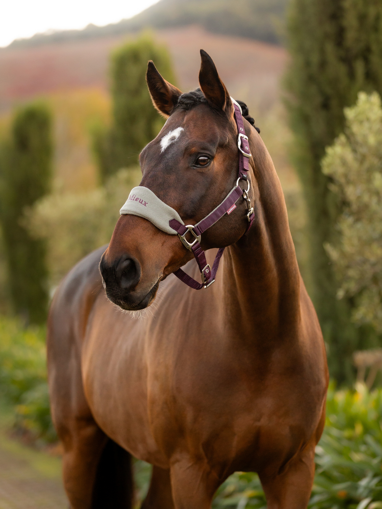 LeMieux Vogue Headcollar & Leadrope Damson