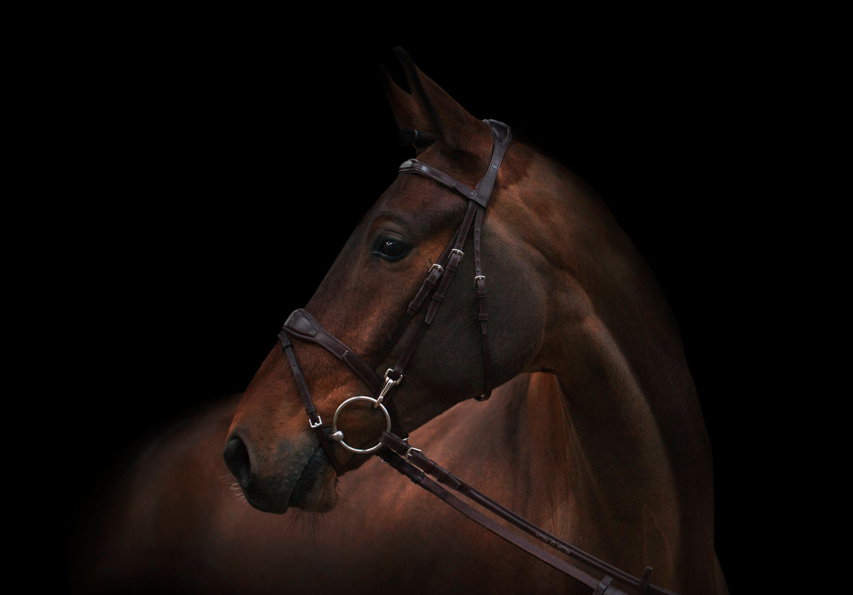 Utzon Equestrian Oxford Bridle