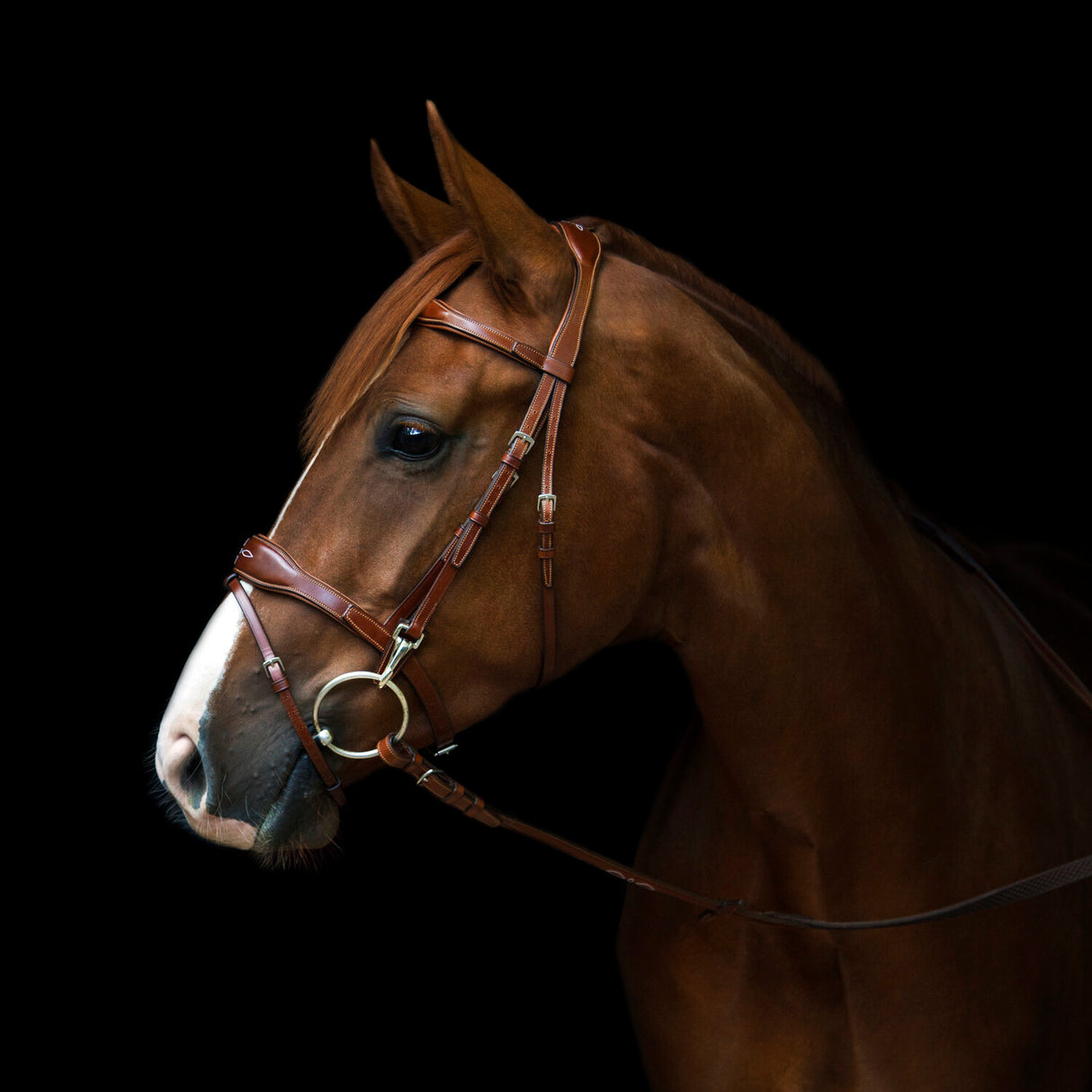 Utzon Equestrian Oxford Bridle