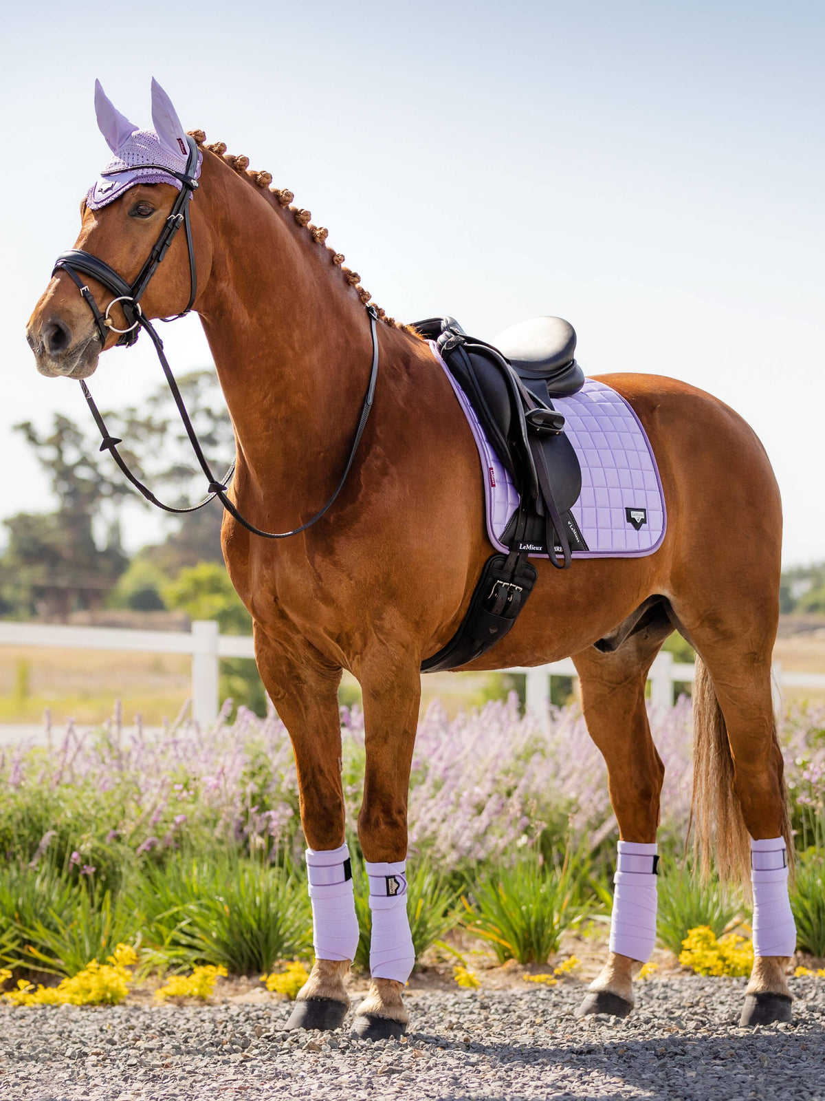 LeMieux Loire Classic Dressage Saddle Pad Wisteria