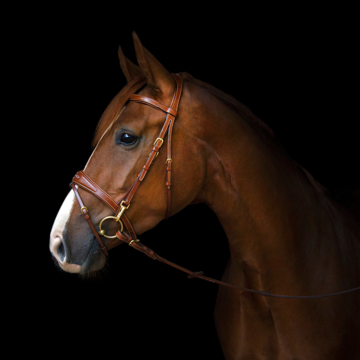 Utzon Equestrian Belmond Bridle