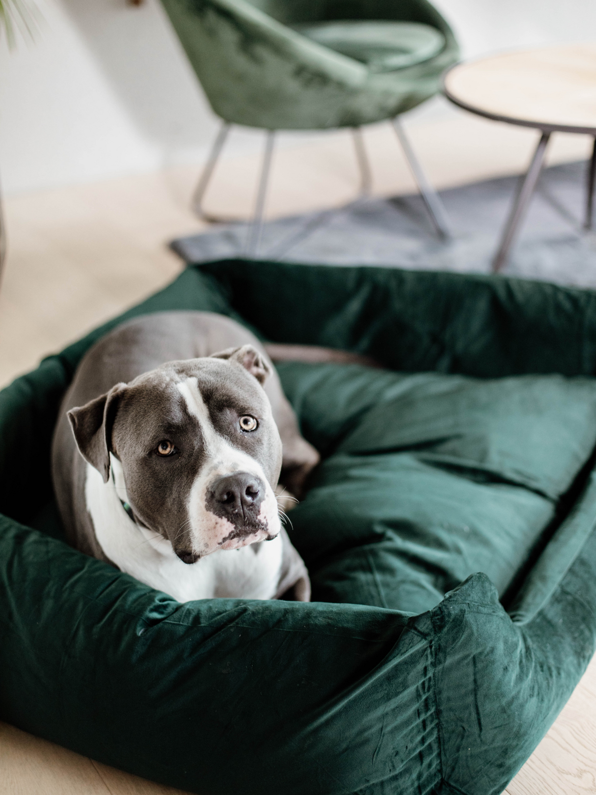 Kentucky Velvet Dog Bed Pine Green