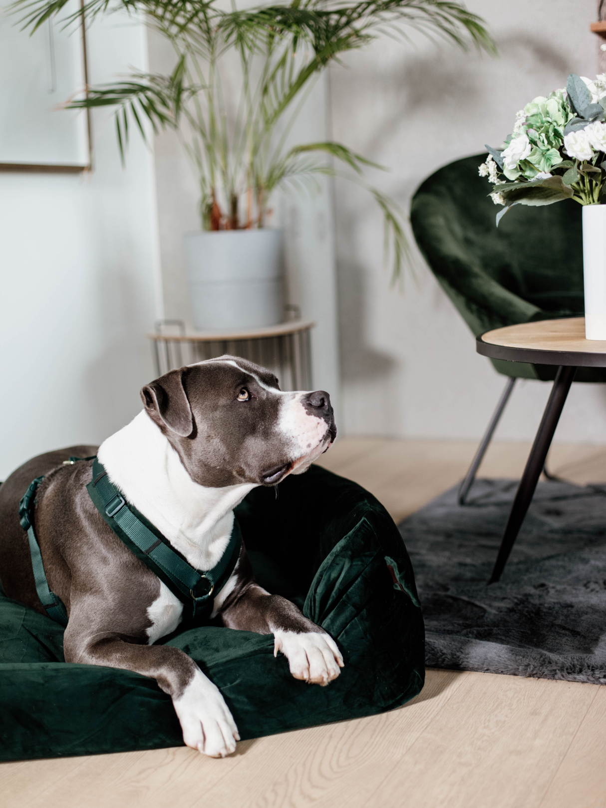 Kentucky Velvet Dog Bed Pine Green