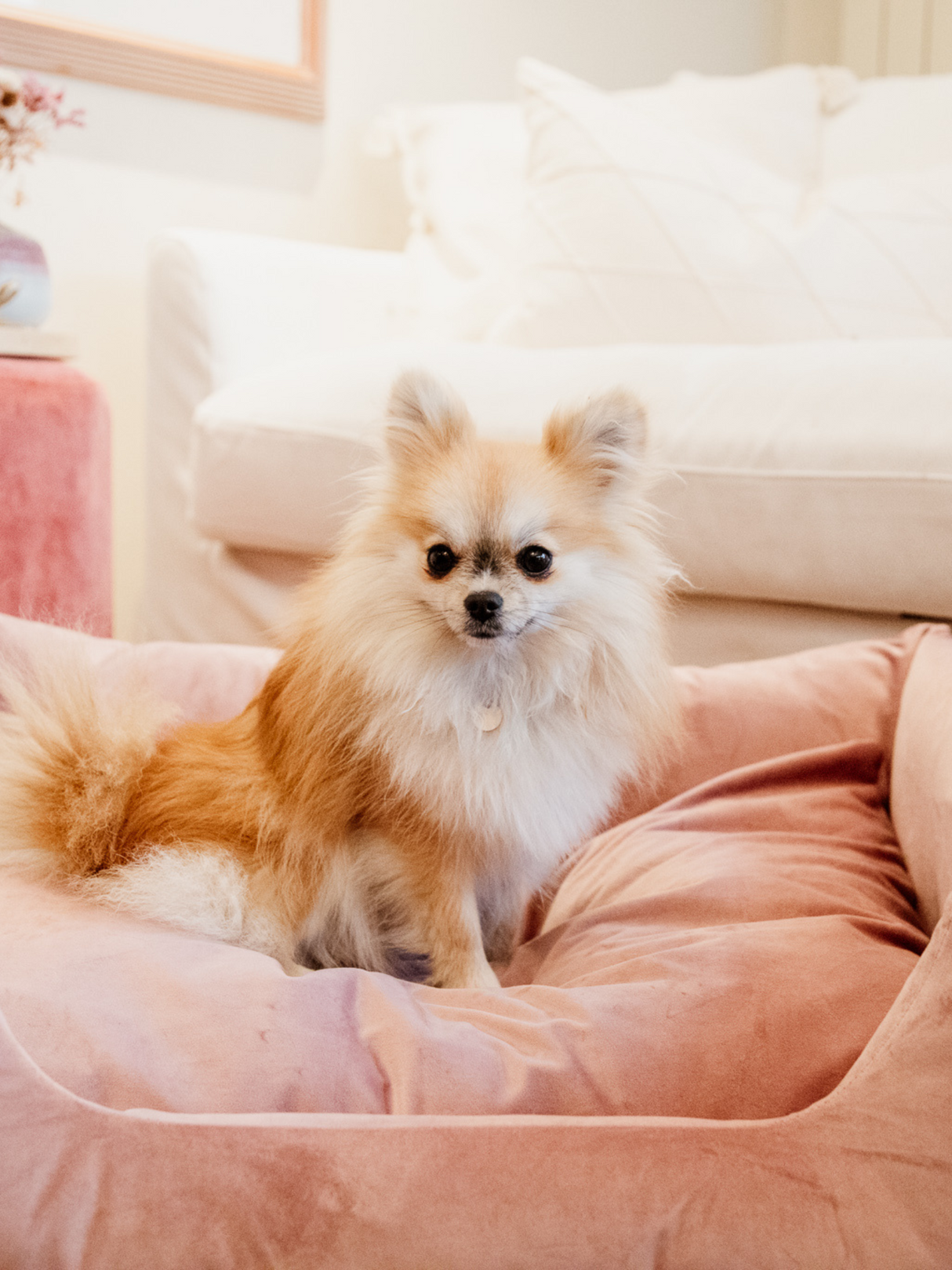 Kentucky Velvet Dog Bed Old Rose