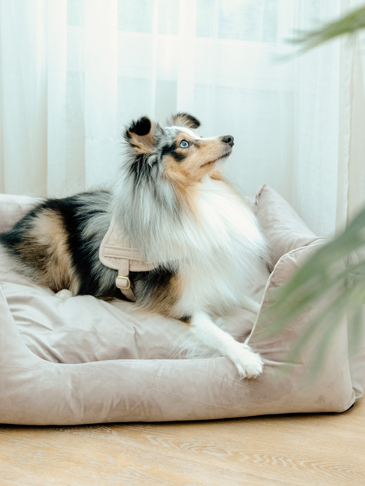 Kentucky Velvet Dog Bed Beige