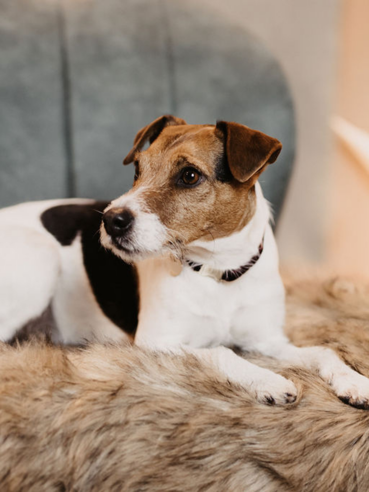 Kentucky Dog Bed Fuzzy Blanket To Go