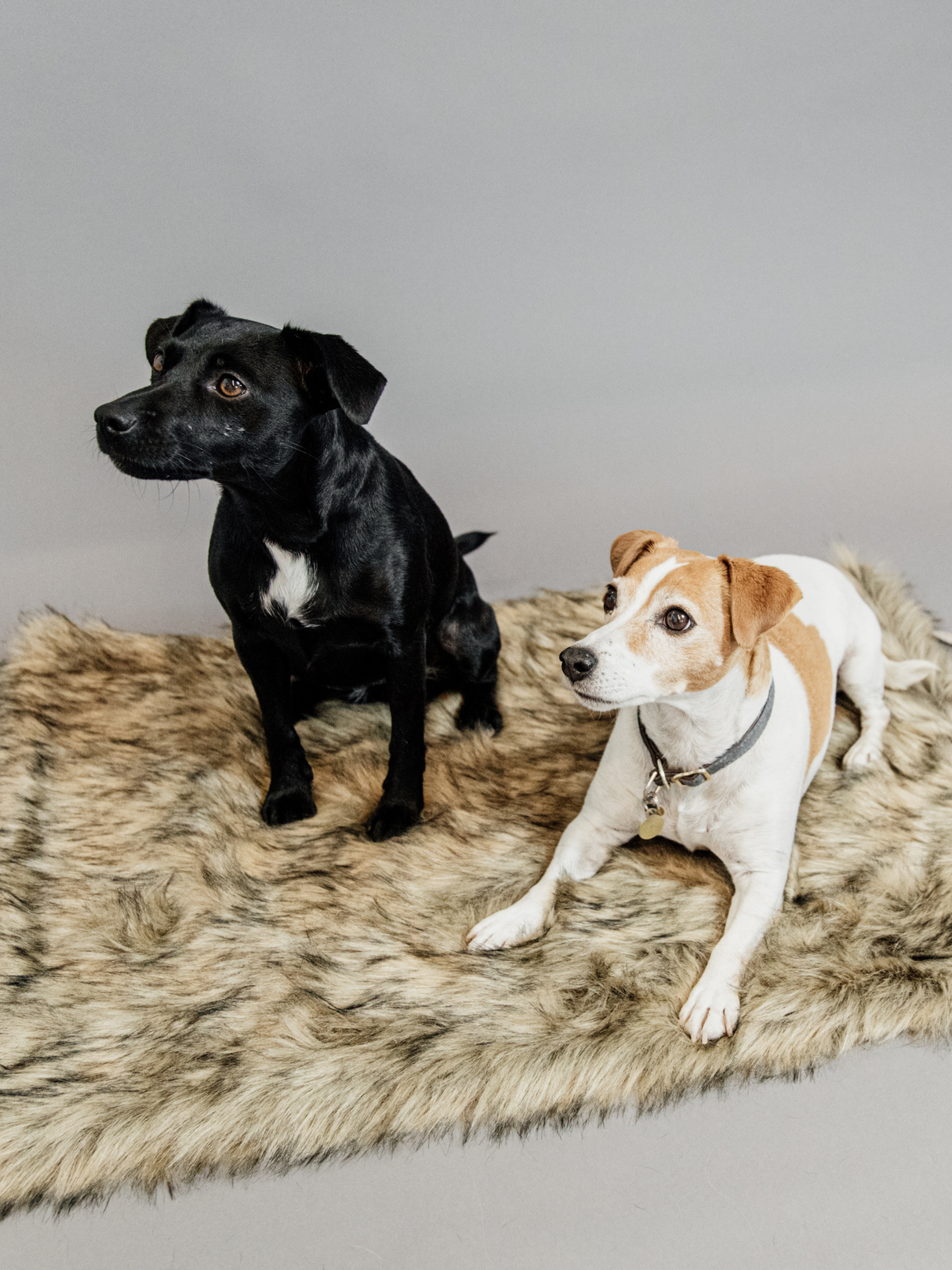 Kentucky Dog Bed Fuzzy Blanket To Go