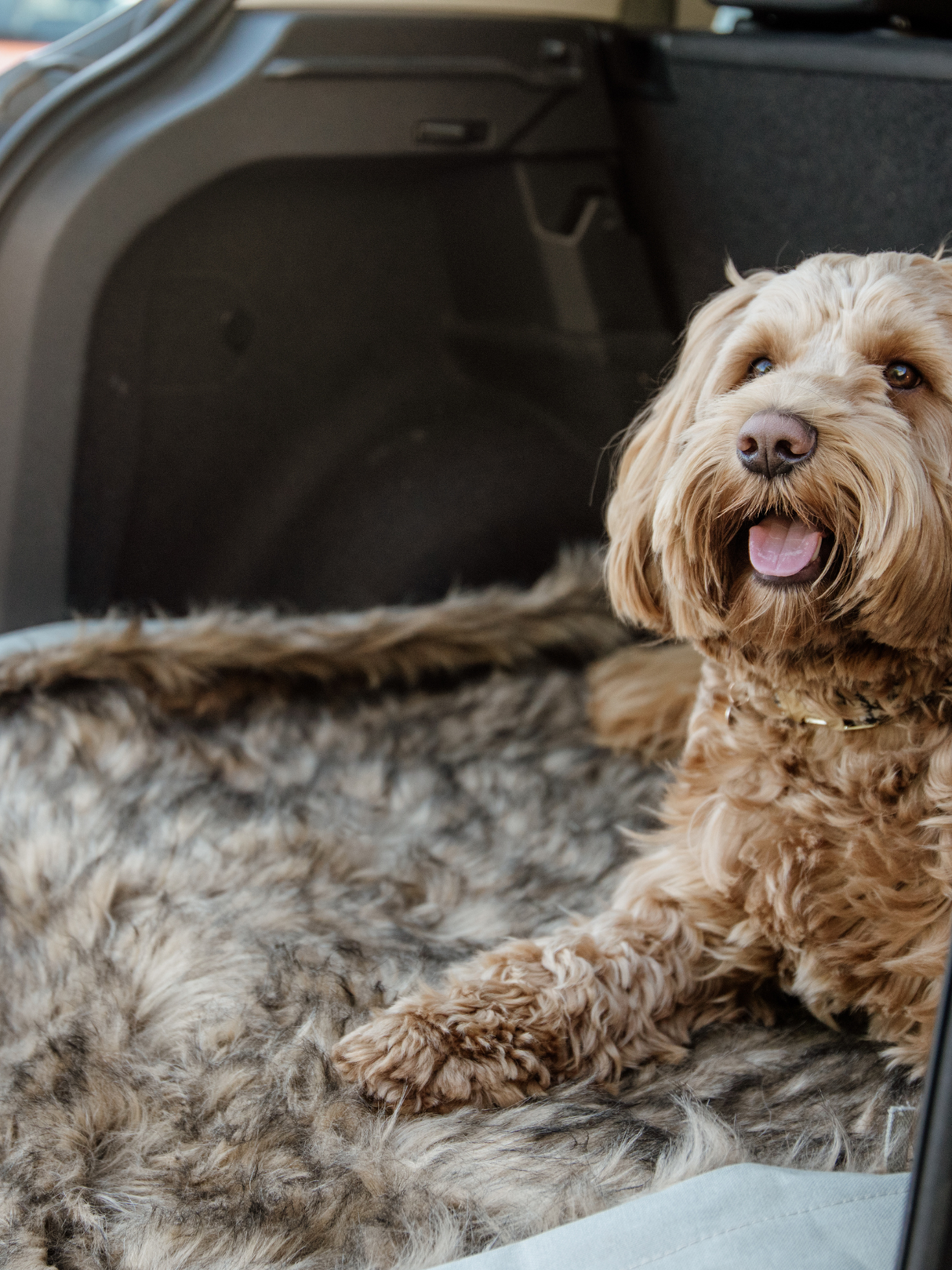 Kentucky Dog Bed Fuzzy Blanket To Go