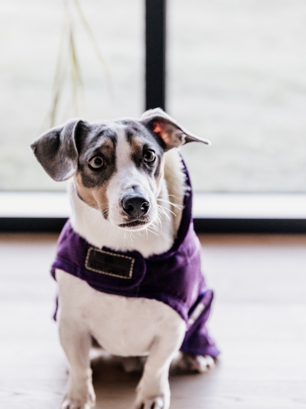 Kentucky Original Dog Coat Royal Purple
