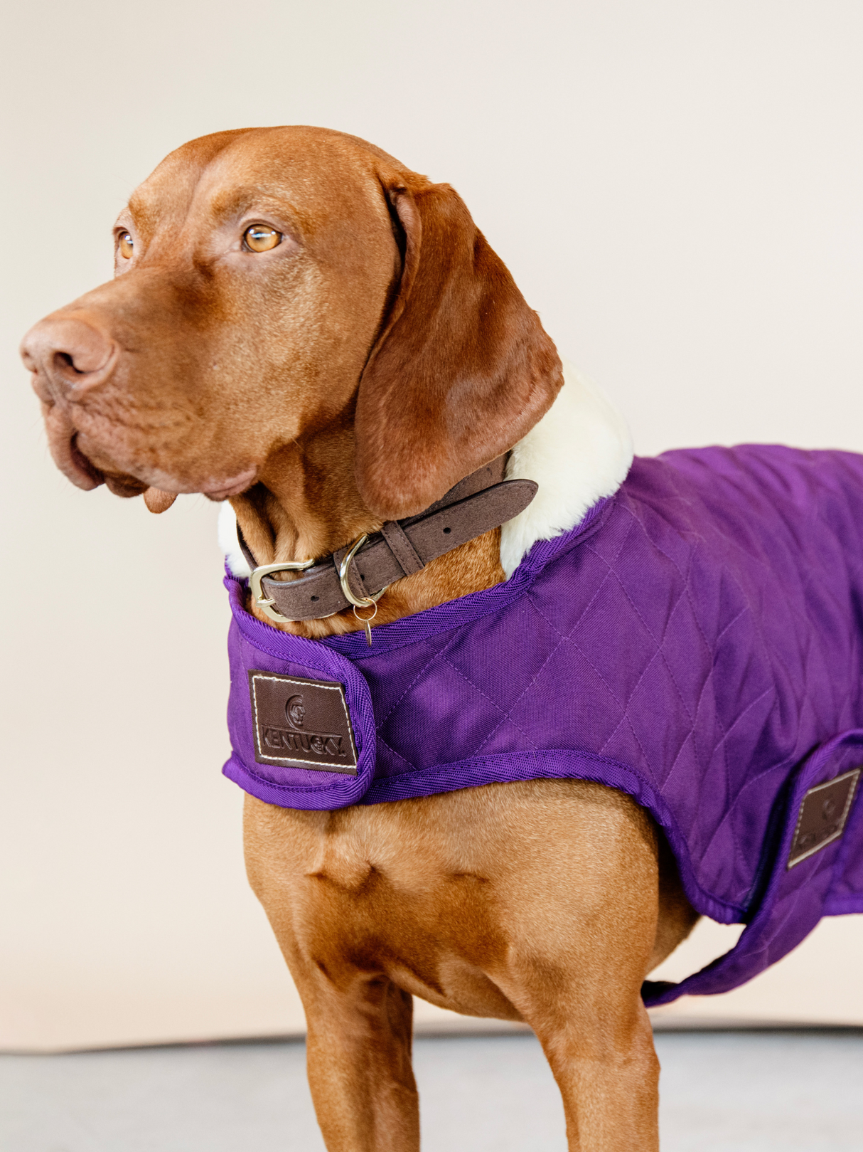 Kentucky Original Dog Coat Royal Purple