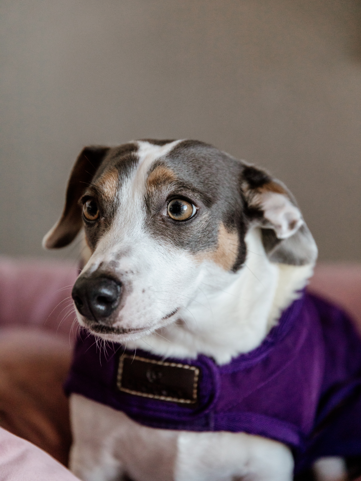 Kentucky Original Dog Coat Royal Purple