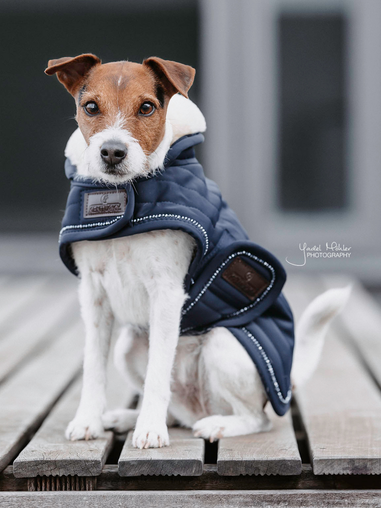 Kentucky Pearls Dog Coat Navy
