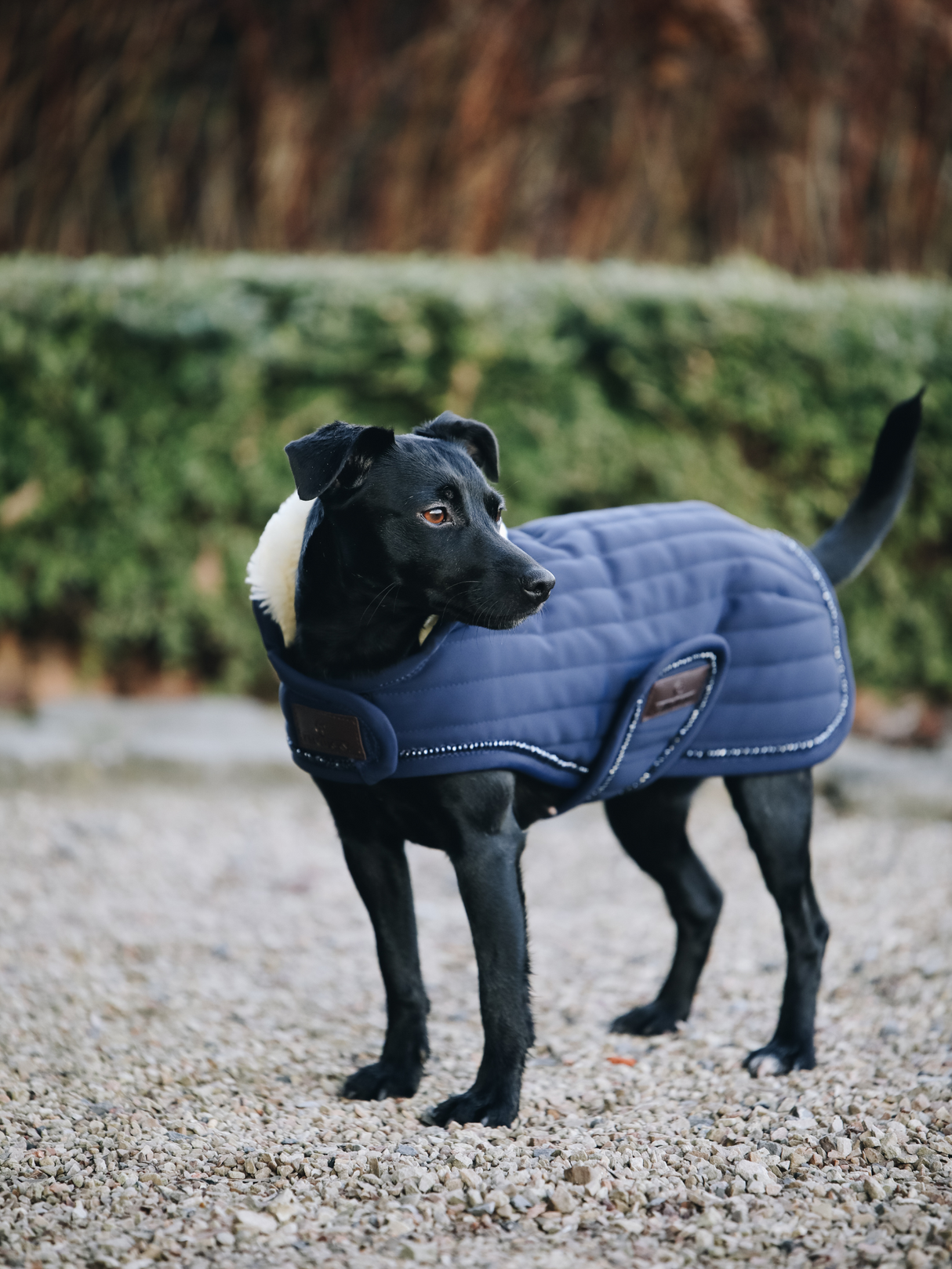 Kentucky Pearls Dog Coat Navy