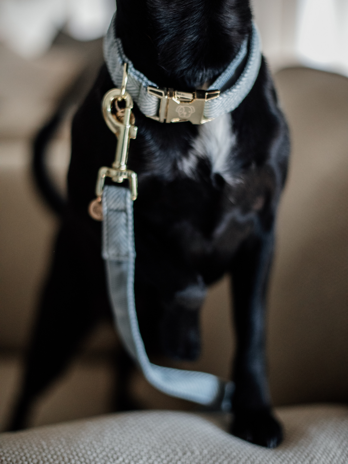 Kentucky Wool Dog Collar Light Blue