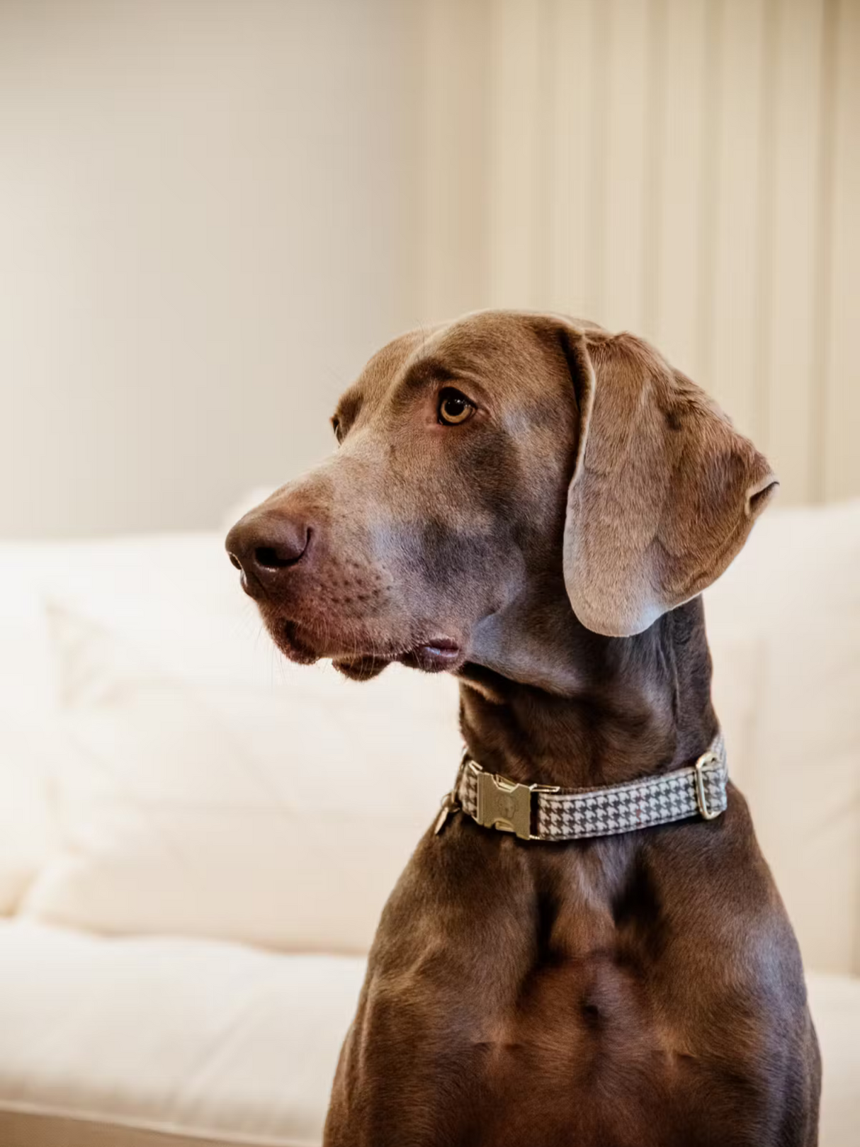 Kentucky Pied-de-Poule Dog Collar Beige