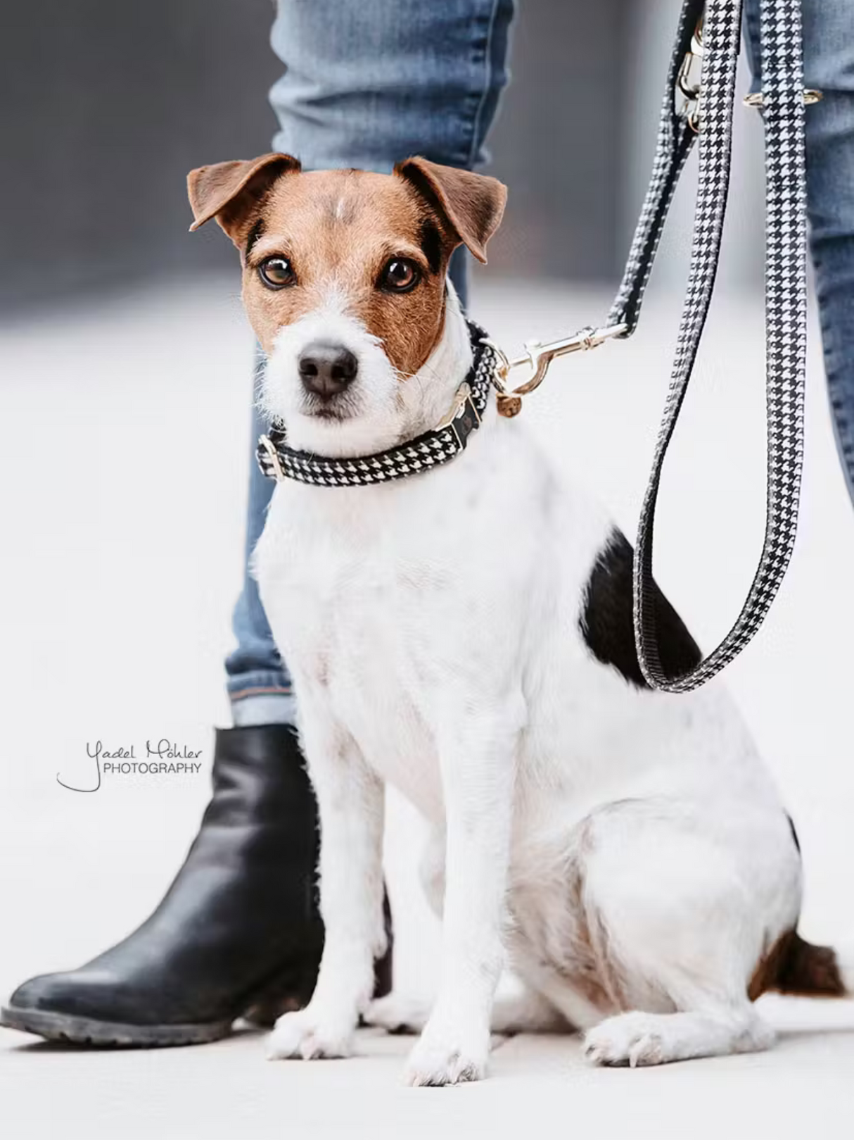 Kentucky Pied-de-Poule Dog Collar Black