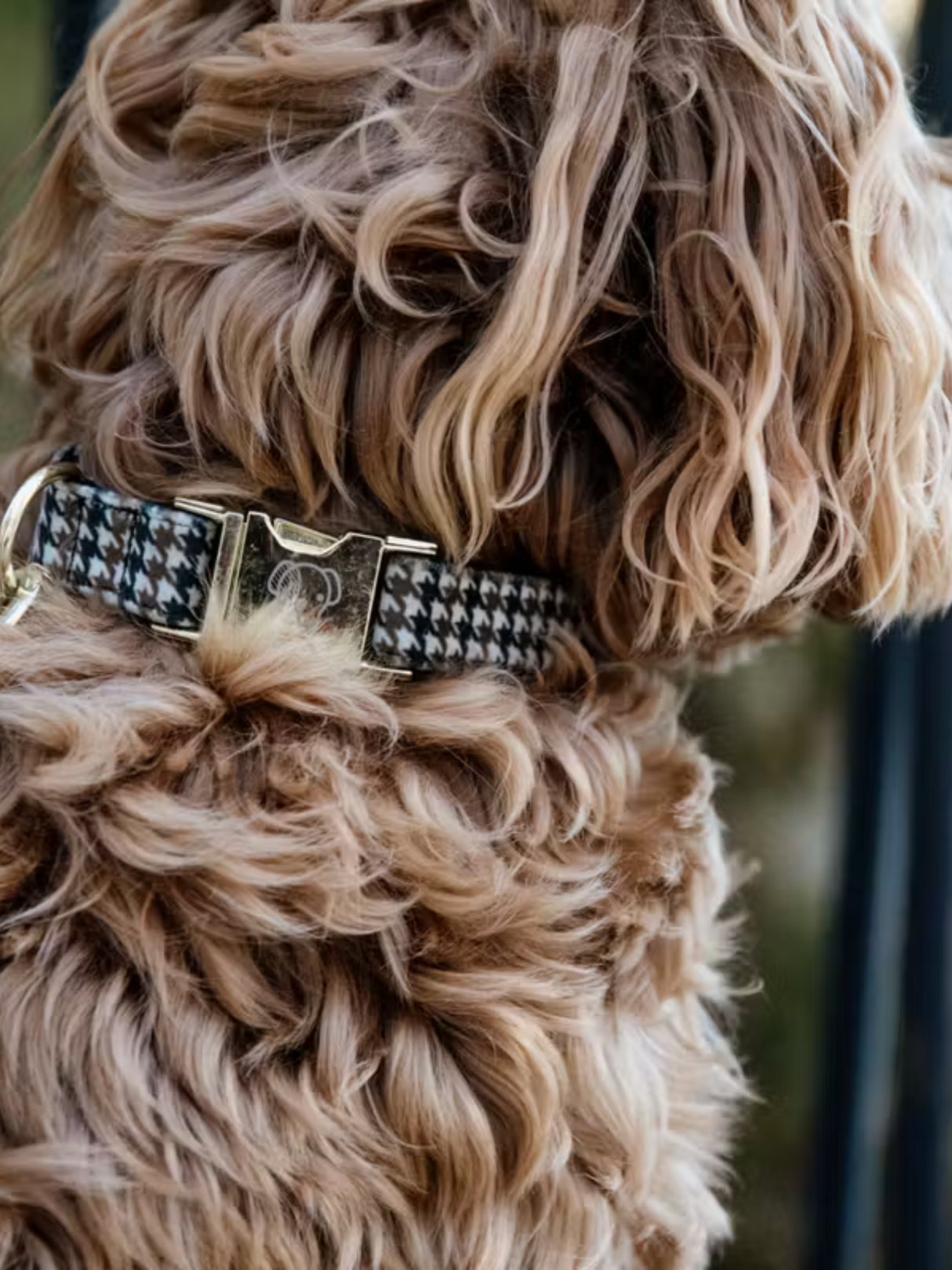 Kentucky Pied-de-Poule Dog Collar Brown