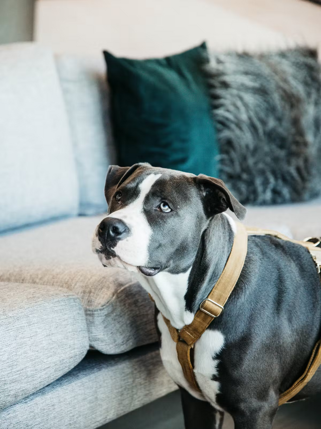 Kentucky Dog Velvet Harness Mustard