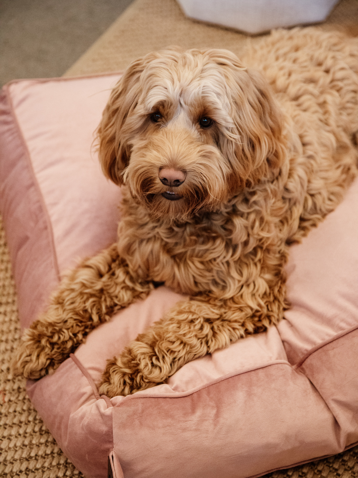 Kentucky Velvet Dog Bed Pillow Old Rose