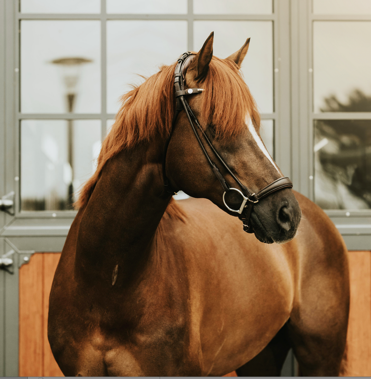 Finesse Spirit Drop Noseband Bridle