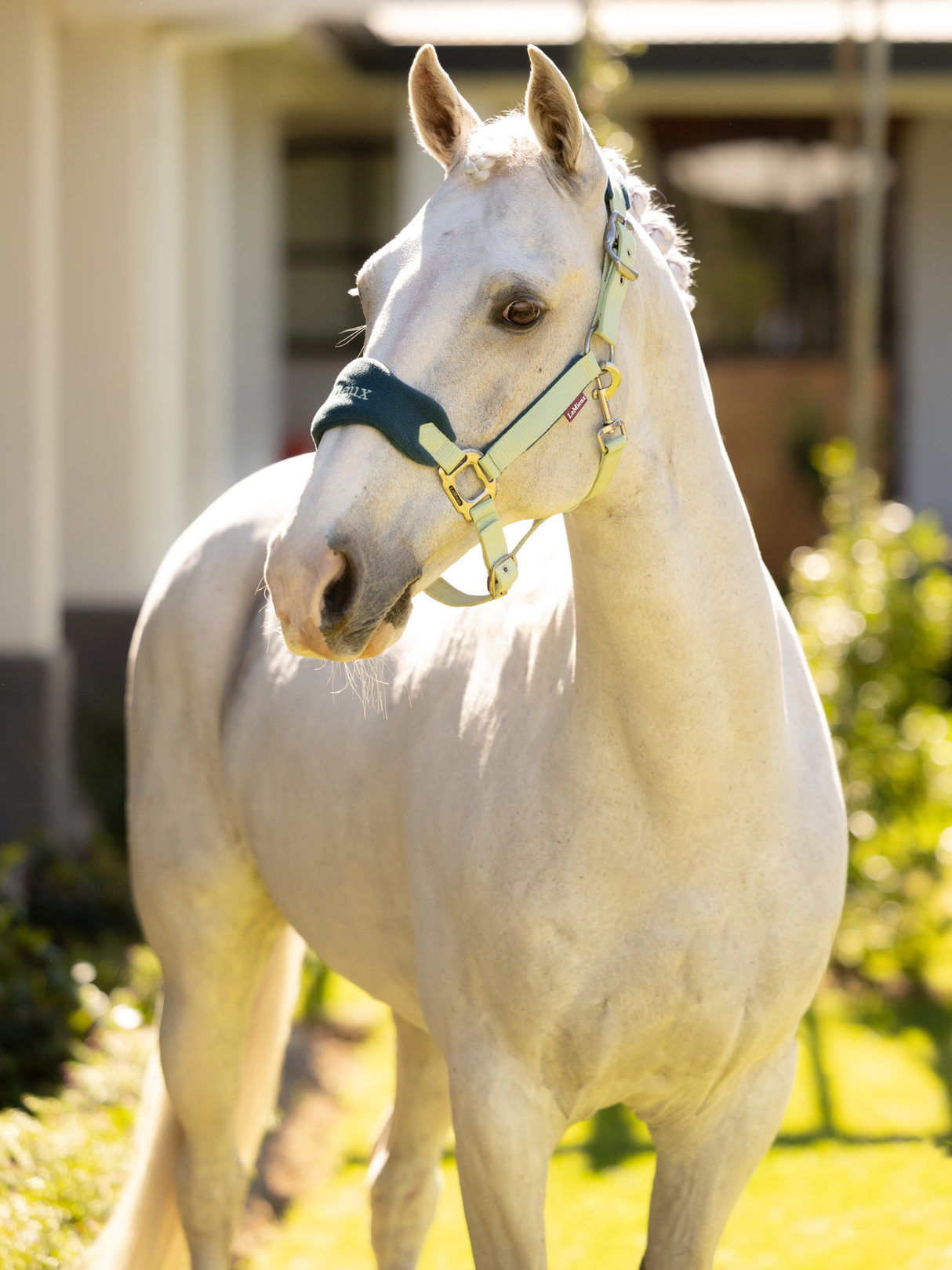 LeMieux Vogue Headcollar & Leadrope Macaron