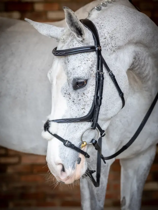 LeMieux Kudos Grackle Bridle
