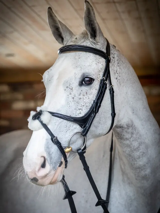 LeMieux Kudos Grackle Bridle