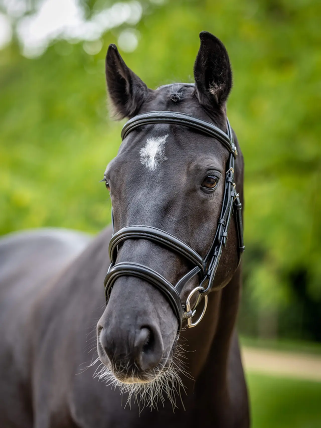 LeMieux Kudos Double Noseband Bridle