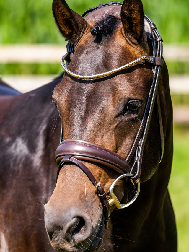 Finesse Cayenne Snaffle Bridle Version 2.0