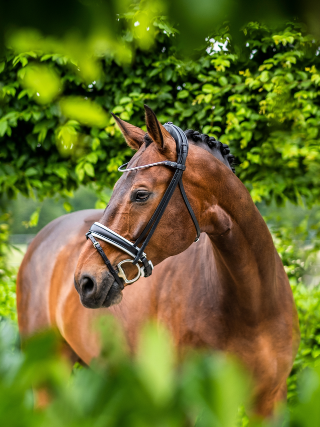 Finesse Cayenne Snaffle Bridle Version 2.0