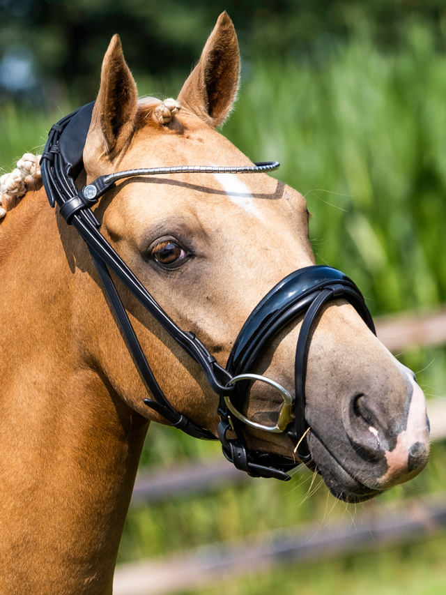 Finesse Cayenne Snaffle Bridle Version 2.0