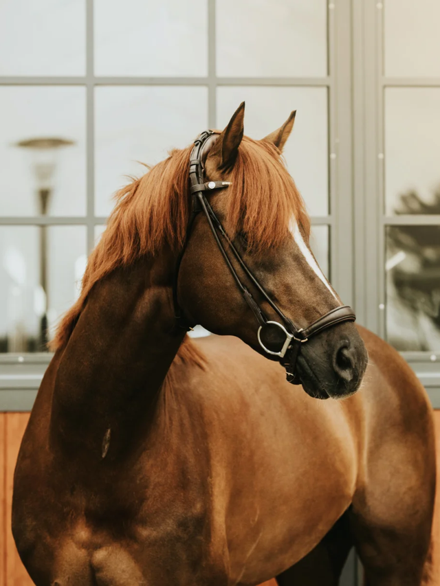 Finesse Spirit Round Stitched Snaffle Bridle Version 2.0