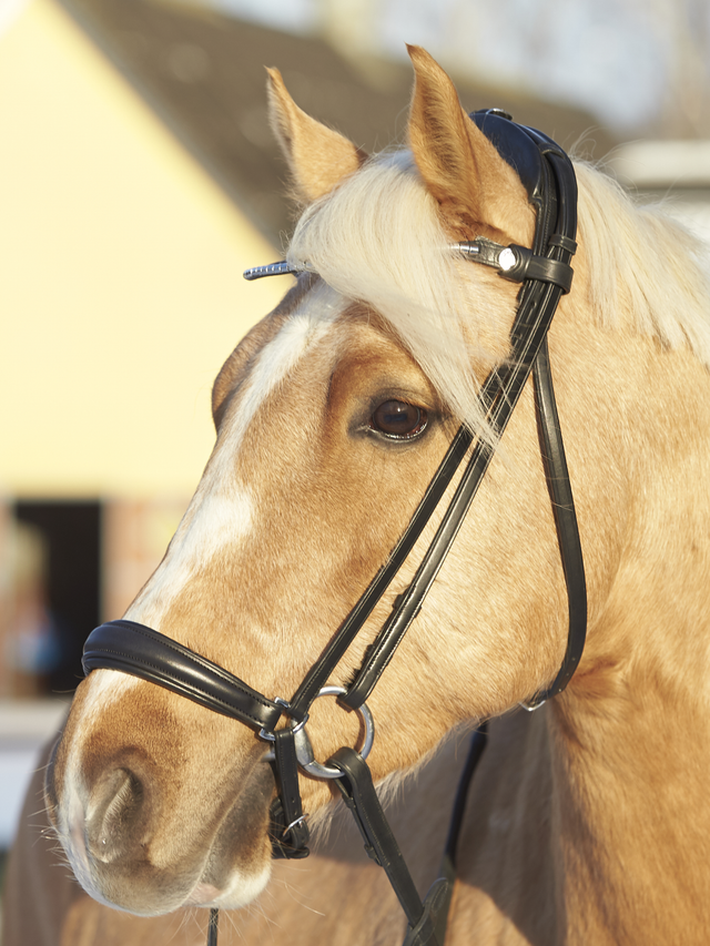 Finesse Spirit Flat Snaffle Bridle Version 2.0