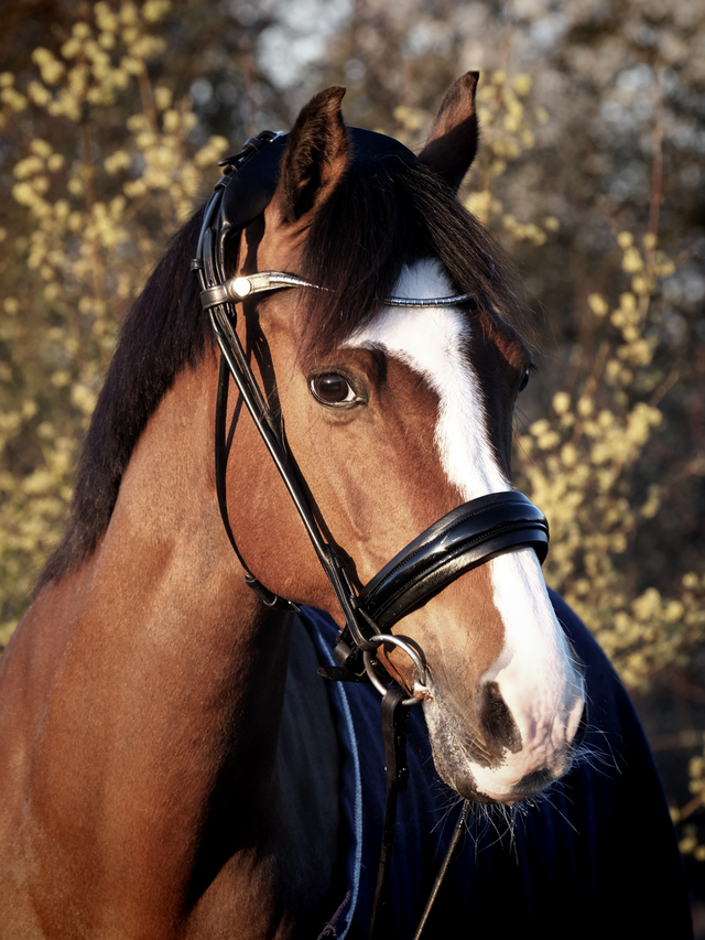 Finesse Cassidy Cavasson Bridle Version 2.0