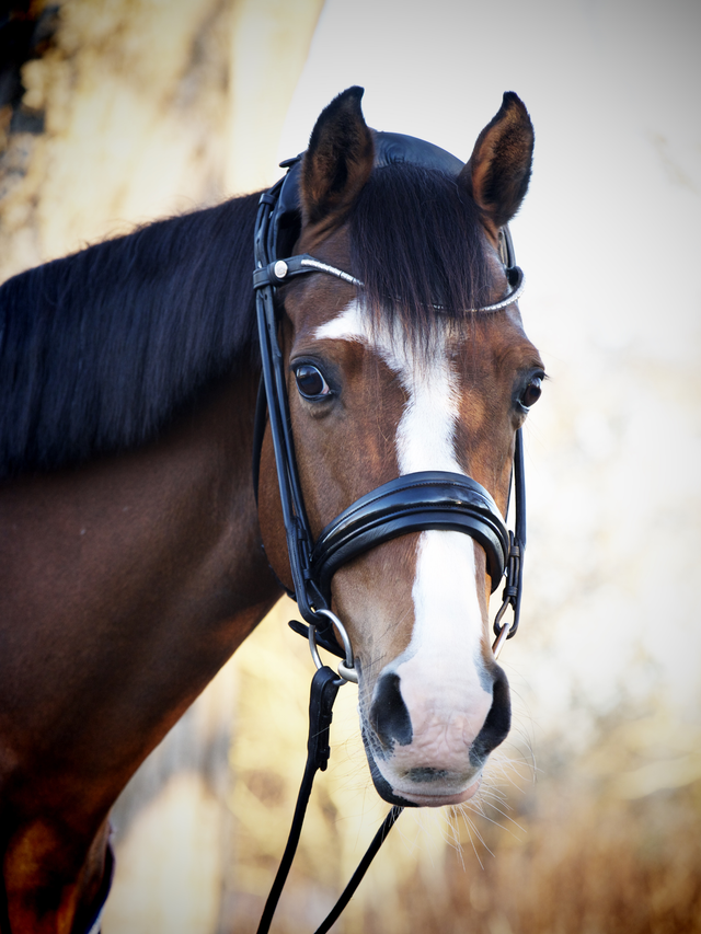 Finesse Cassidy Cavasson Bridle Version 2.0