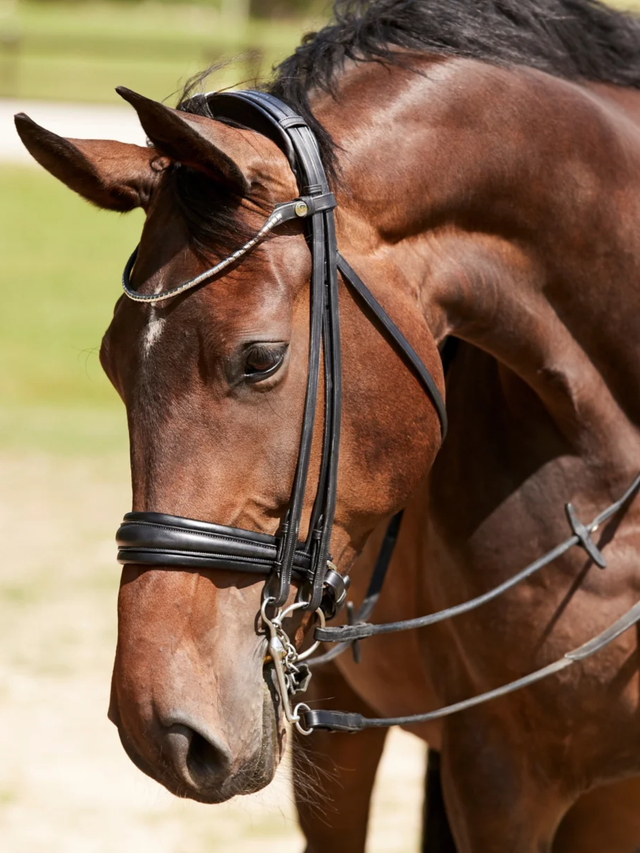 Finesse Cayenne Double Bridle Version 2.0