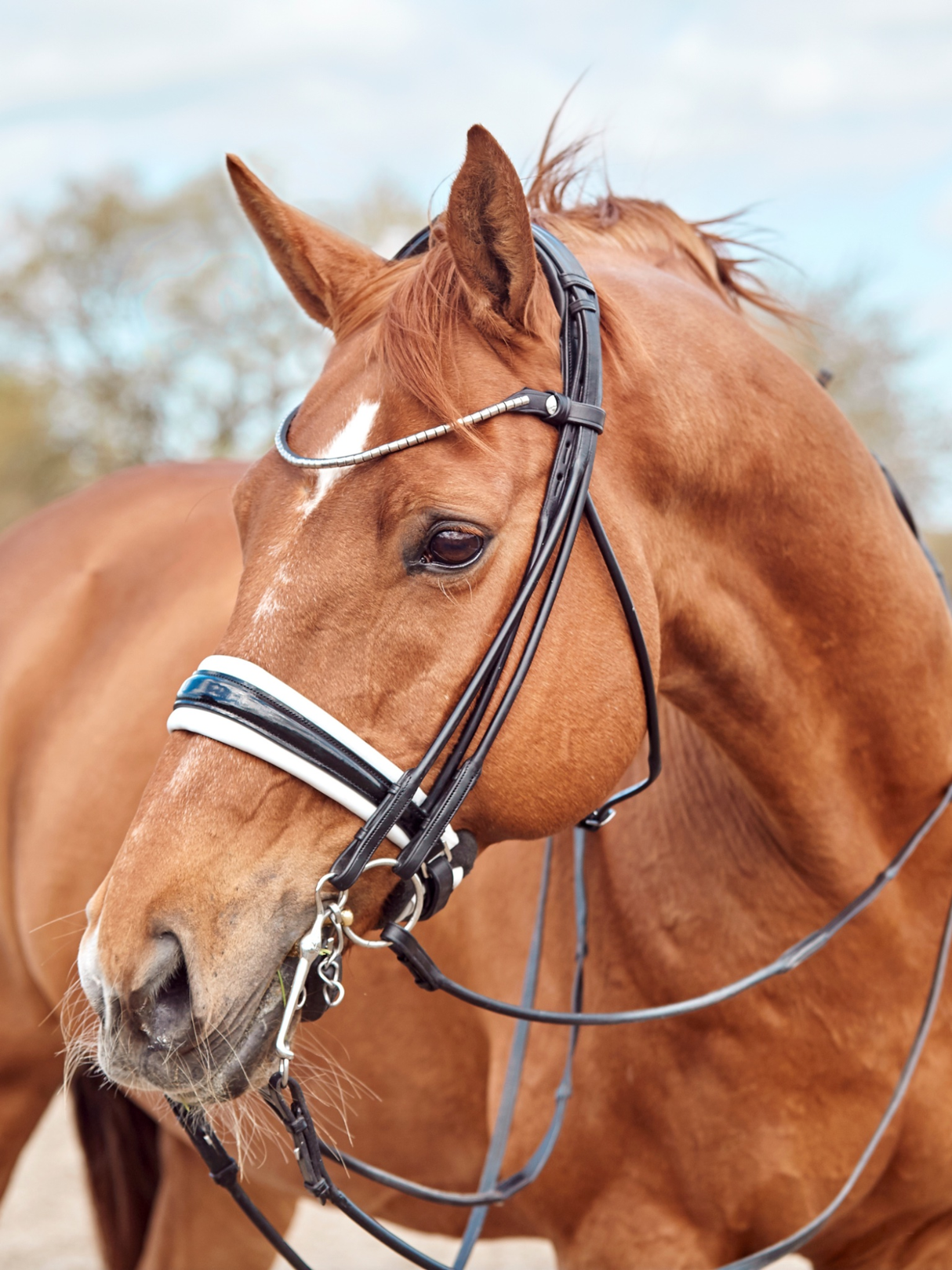 Finesse Cassidy Double Bridle 2.0
