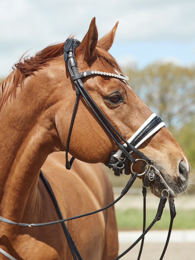 Finesse Cassidy Double Bridle 2.0