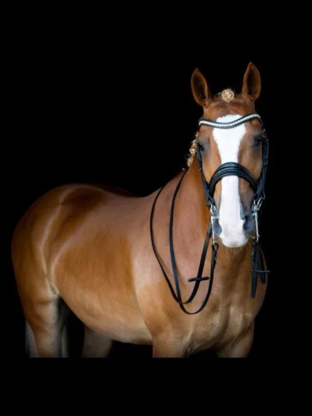 SD Design Mystery Double Bridle Black/Glitter
