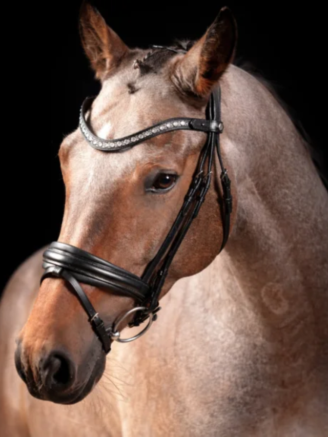 SD Design Antobello Bridle Black