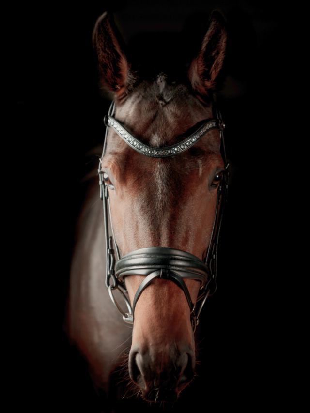 SD Design Antobello Bridle Black