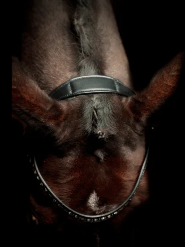 SD Design Antobello Bridle Black