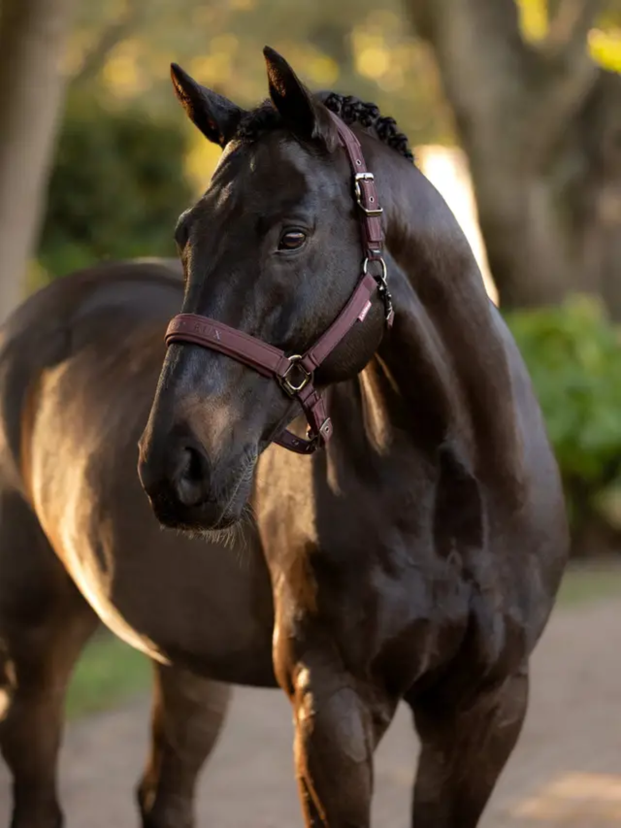 LeMieux Essence Headcollar Damson