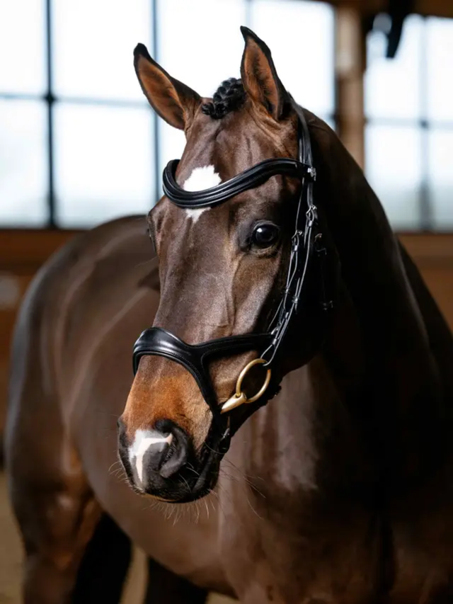 LeMieux Kudos Sport Bridle Black/Silver