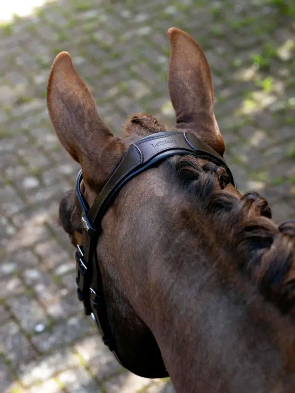 LeMieux Arika Anatomic Grackle Bridle Havana/Silver