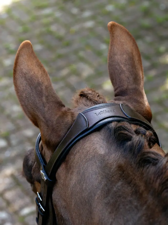 LeMieux Arika Anatomic Split Noseband Bridle Brown/Silver