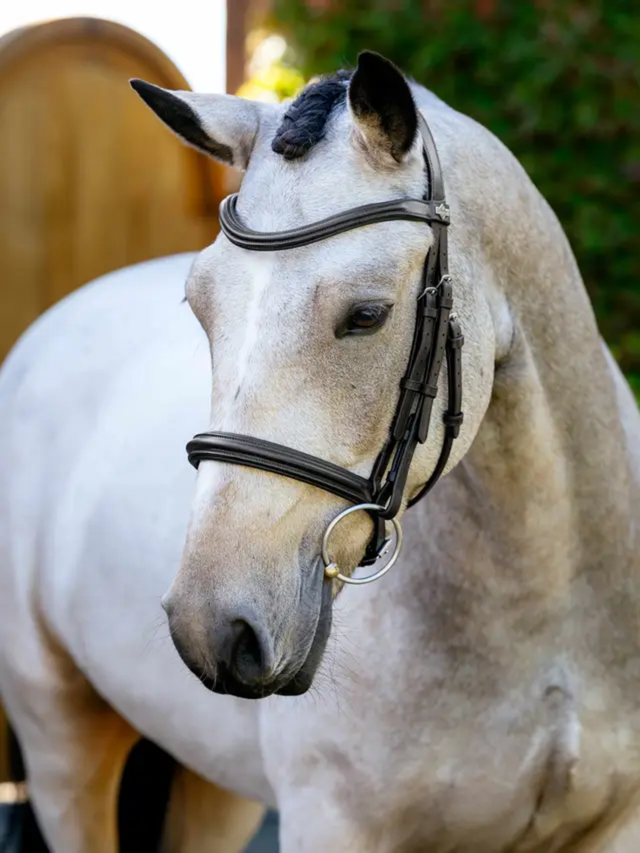 LeMieux Arika Anatomic Cavesson Bridle Brown/Silver