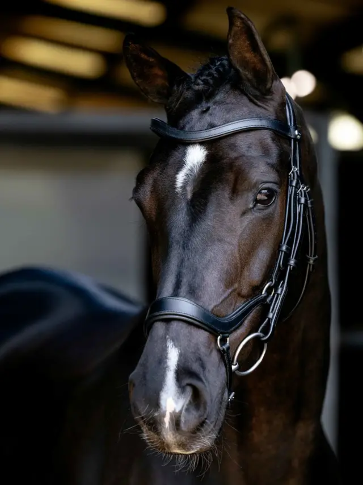 LeMieux Arika Anatomic Drop Bridle Black/Silver