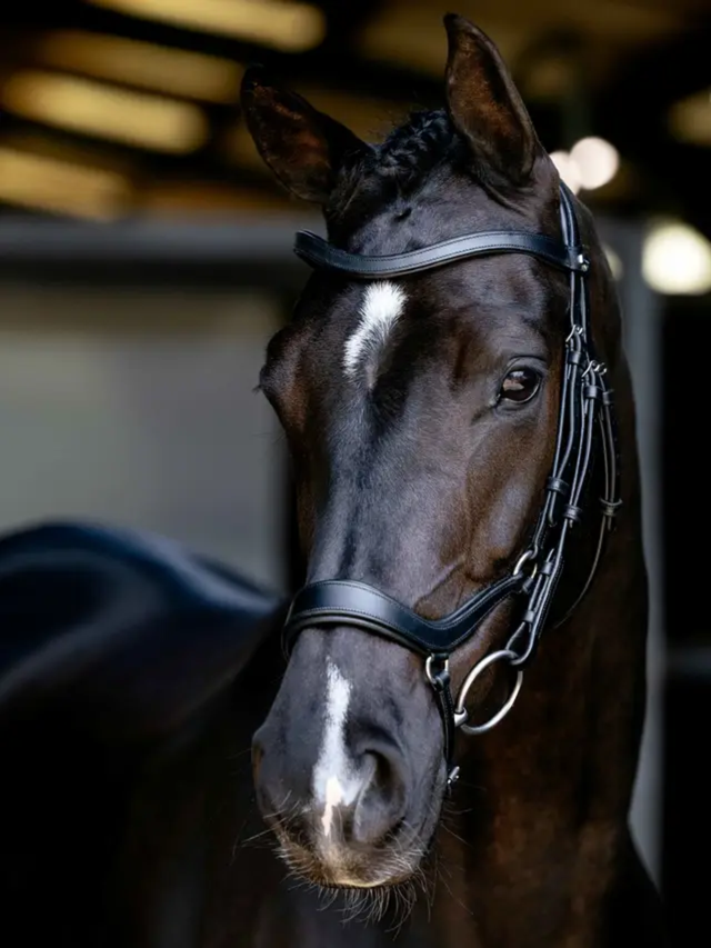 LeMieux Arika Anatomic Drop Bridle Black/Silver