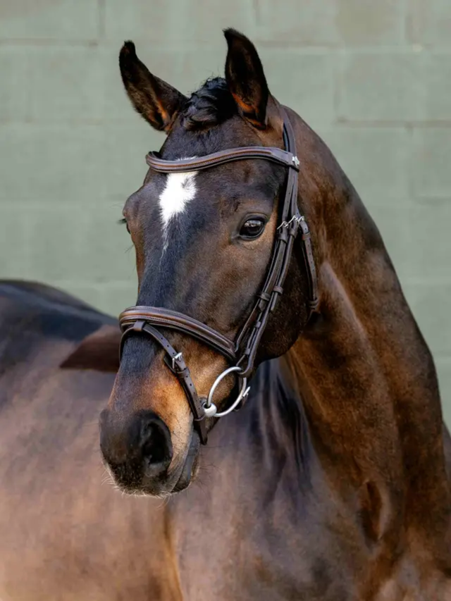 LeMieux Arika Anatomic Flash Bridle Brown/Silver